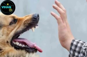 Rabies symptoms in Hindi