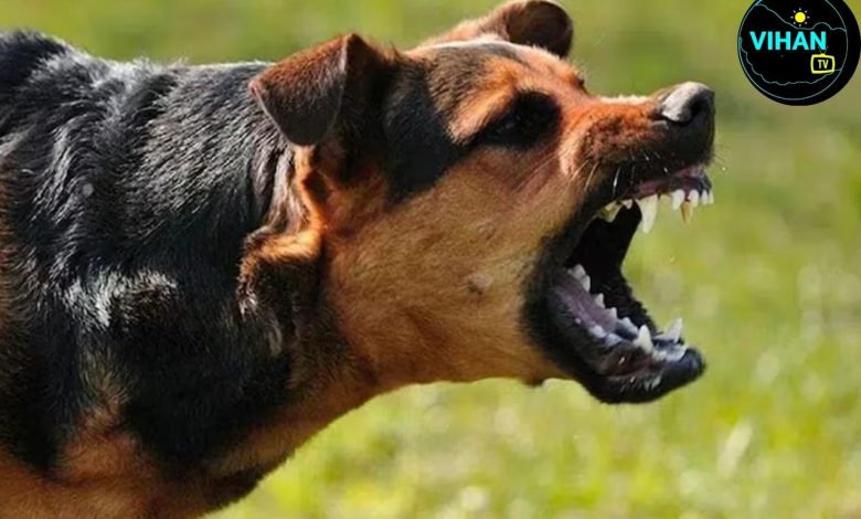 Rabies symptoms in Hindi