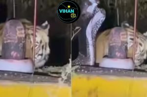 MP Tiger Shivling Video