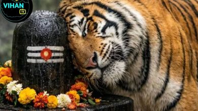 MP Tiger Shivling Video