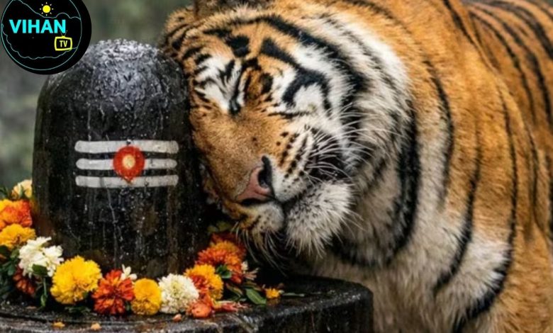 MP Tiger Shivling Video