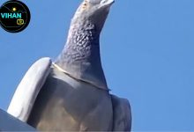 Nagaur Gold Chain Pigeon